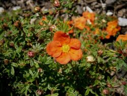 Potentilla fruticosa 'Red Ace'