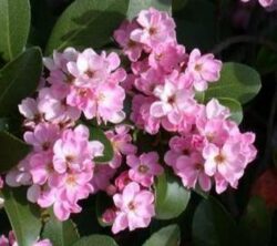 Growing Rhaphiolepsis in Containers- Growing This Unusual Shrub of Hawthorn