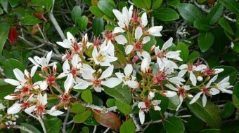 Rhaphiolepis umbellata