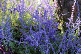 Perovskia (Salvia youngii) are beautiful shrub that should be grown in containers.