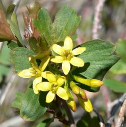 Ribes odoratum