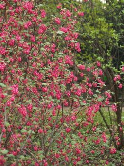 Growing Ribes in Containers- Growing Ornamental Currant