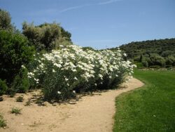 Romneya coulteri