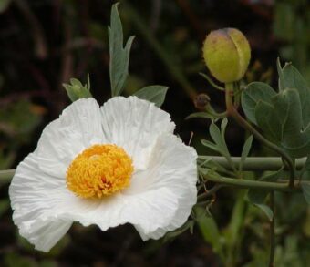 Growing Romneya in Containers- Growing the Tree Poppy