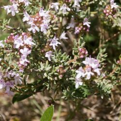 Rosmarinus officinalis 'Romarin Feuilles'