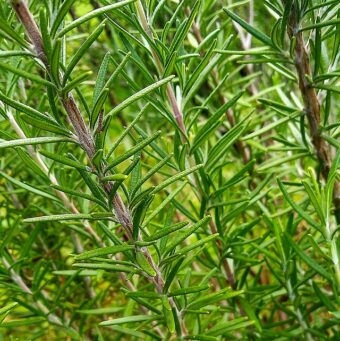 Growing Rosmarinus (Salvia Rosmarinus) in Containers- Growing Rosemary