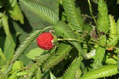 Rubus illecebrosus