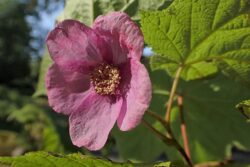 Rubus odoratus