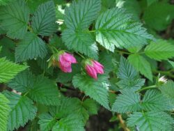 Rubus spectabilis