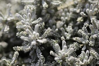 Growing Santolina in Containers- Growing Cotton Lavender