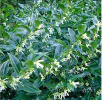 Growing Sarcococca in Containers- Growing Christmas Box or Sweet Box
