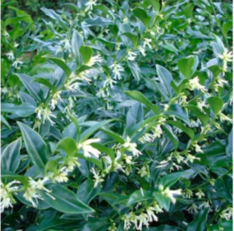 Sarcococca confusa