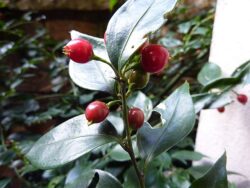 Sarcococca ruscifolia