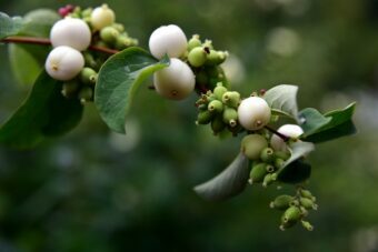 Symphoricarpos, the snowberry is a delight in the container garden.