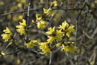 Growing Forsythia in Containers- Growing the Golden Bell Bush
