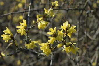 Forsythia europaea