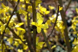 Forsythia spectabilis