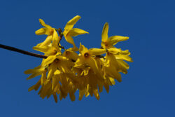 Forsythia x intermedia