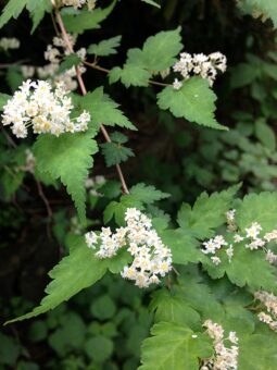 Growing Neillia in Containers- Growing Lace Shrub