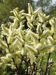 Salix hastata ‘Wehrhahnii’