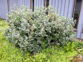 Growing Shrubby Salix in Containers- Growing Shrubby Willow
