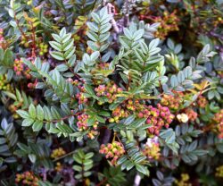 Sorbus reducta berries