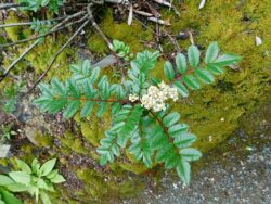 Sorbus reducta flowers