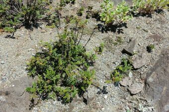 For a Sorbus a Sorbus reducta is quite small.