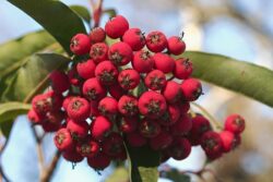 Stranvaesia Davidiana Berries