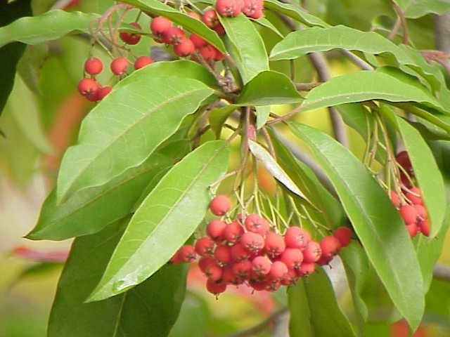 Growing Stranvaesia in Containers- Growing This Attractive Shrub