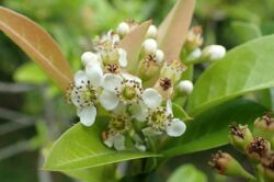 Stranvaesia flowers