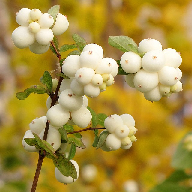 Symphoricarpos albus