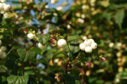 Symphoricarpos rivularis