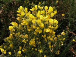 Ulex europaeus