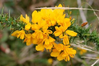 Ulex are beautiful flowering shrubs that are covered in masses of yellow flowers.
