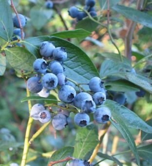 Growing Vaccinium in Containers- Growing the other Shrubby members of the Blueberry Family