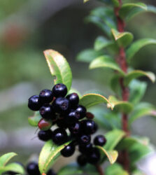 Vaccinium corymbosum