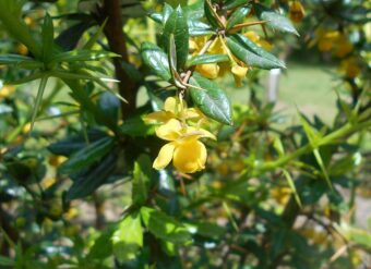 Berberis candidula