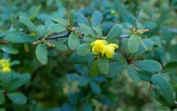 Berberis wilsoniae