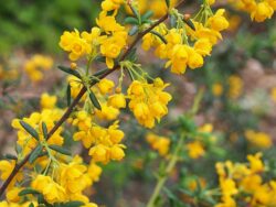 Berberis x stenophylla