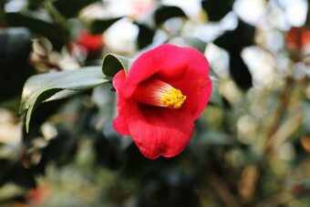 Camellia in Containers-Growing this Elegant Flowering Shrub