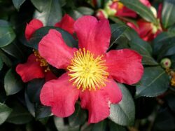 Camellia × vernalis