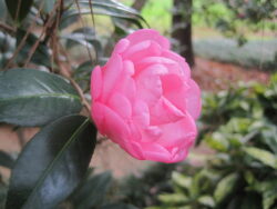 Camellia × williamsii