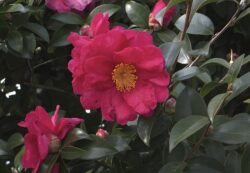 Camellia sasanqua