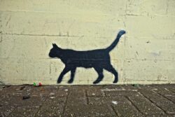 Use cat stencil top create a cat design
