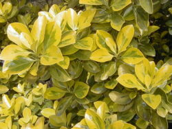 Euonymus japonicus 'Ovatus_Aureus'