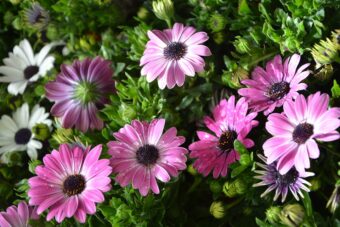 Creating a Display of Colourful Plants in a Green Window Box