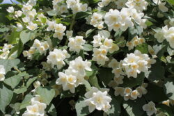 Philadelphus coronarius