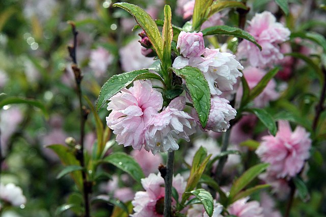 Prunus glandulosa 'Rosea Plena'