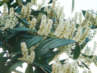 Growing Shrubby Prunus in Containers-Growing Shrubby Flowering Cherries